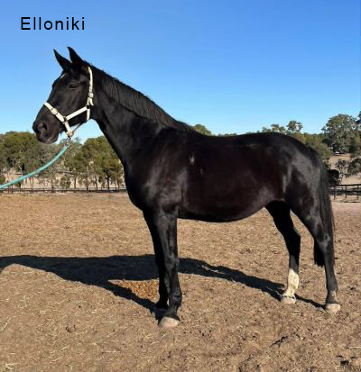 Elloniki